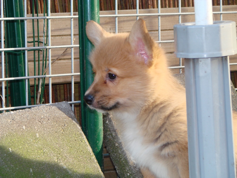 Puppies
